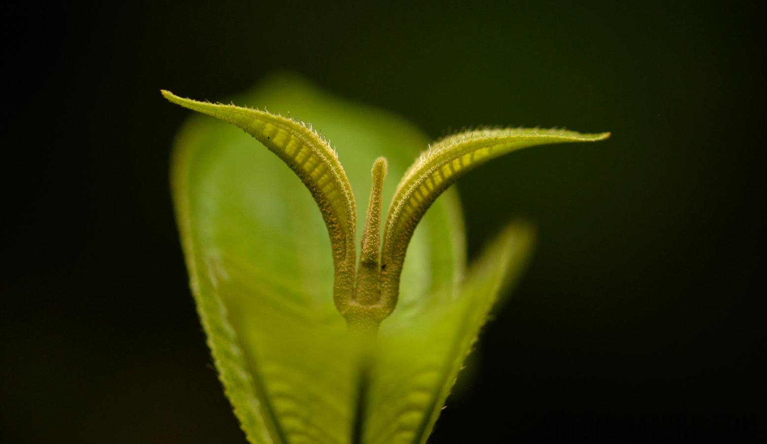 [105 mm, 1/60 sec at f / 4.5, ISO 200]